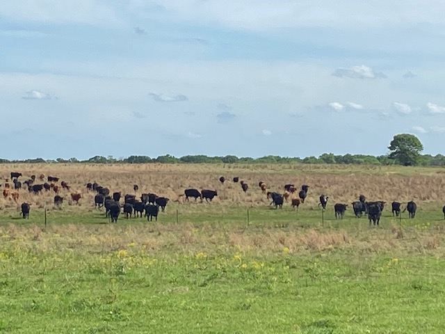 Cows grazing